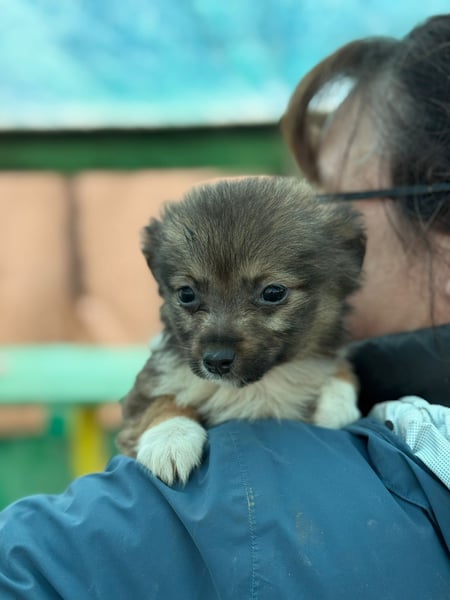 Flocke, klein bleibende Welpin
