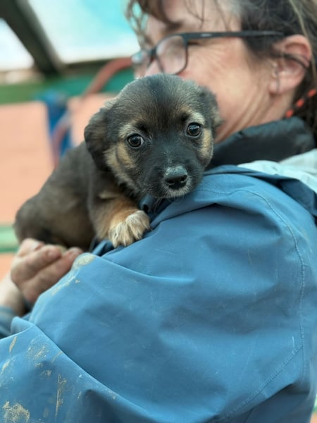 Holly, klein bleibende Welpin