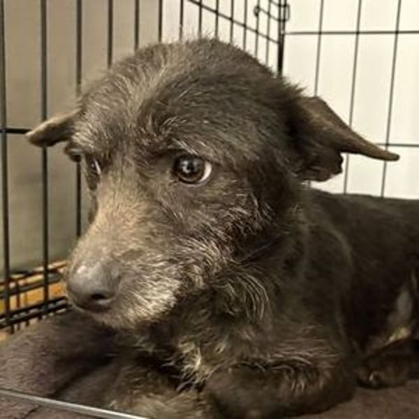 BETTY 3 braucht dringend Hilfe