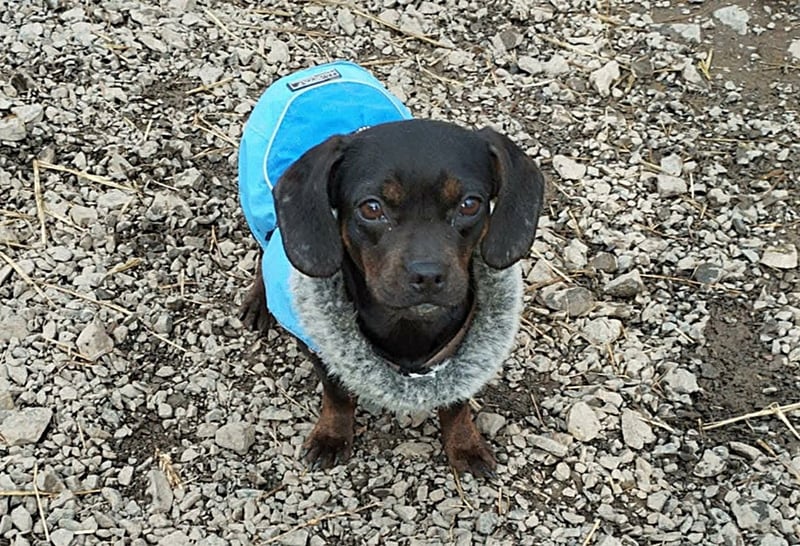 winzige Hanni sucht ihre Menschen