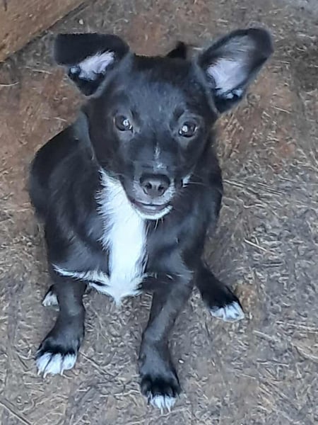 Giesy, süsses Hundekind sucht Zuhause!