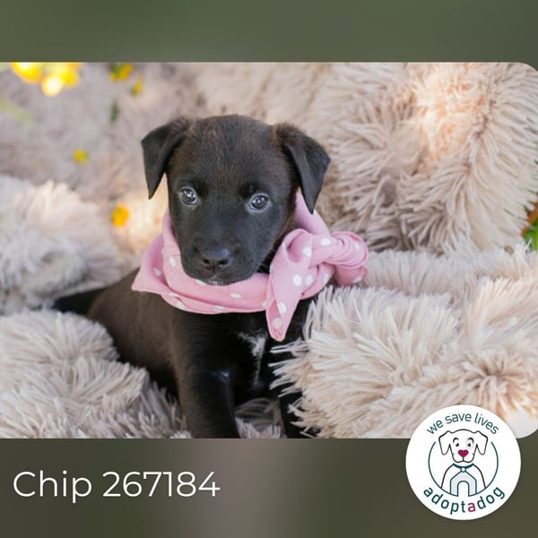 Chip 267184 sucht ein Zuhause
