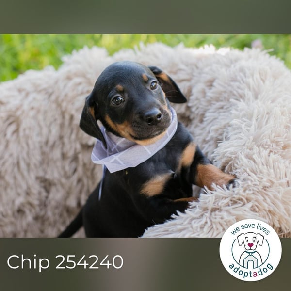 Chip 254240 sucht ein Zuhause