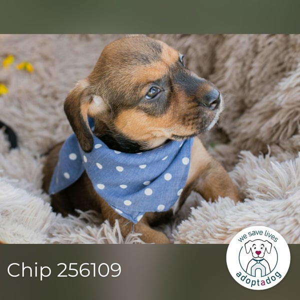 Chip 256109 sucht ein Zuhause