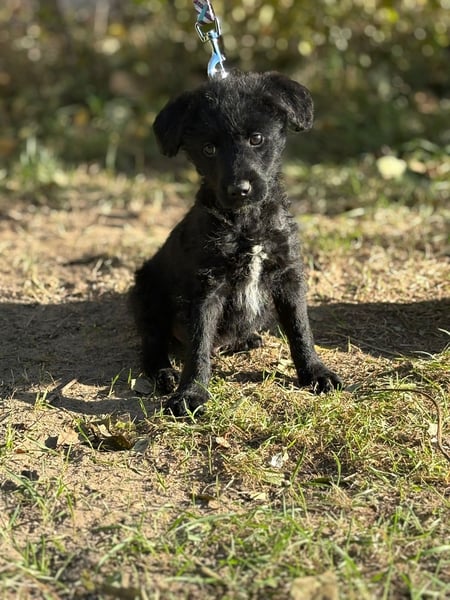 Kende - Verspielter Welpe sucht Zuhause