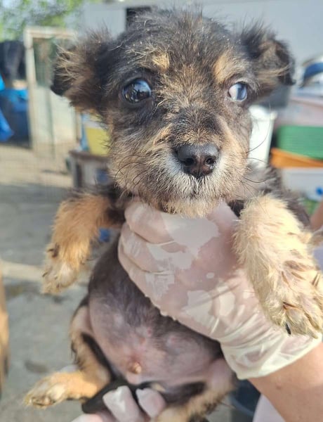 ZOTTI, neugieriger Entdecker, Rüde, 2 Monate, ca. 20 cm, Mischling, Tierschutz