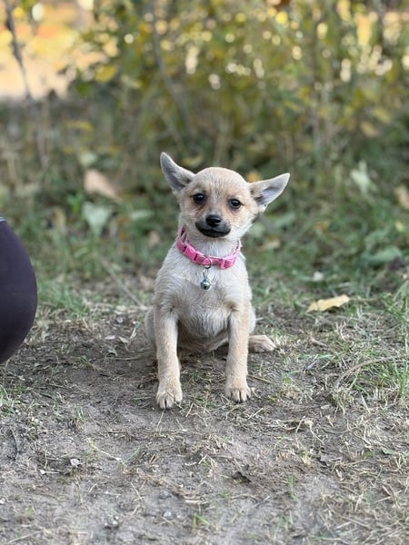 Sky - wunderschöner Welpe wünscht sich einen warmen Winter!
