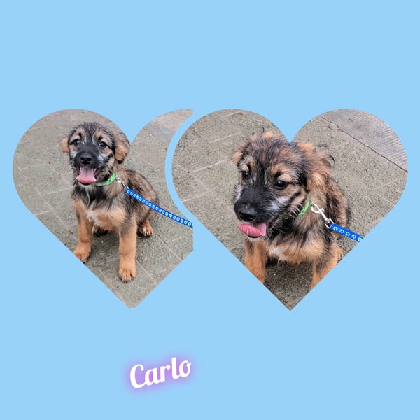 Welpe Carlo 30cm möchte Rumänien schnell verlassen