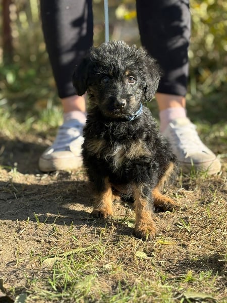 Kadicsa - kleiner Welpe sucht ein warmes Zuhause!