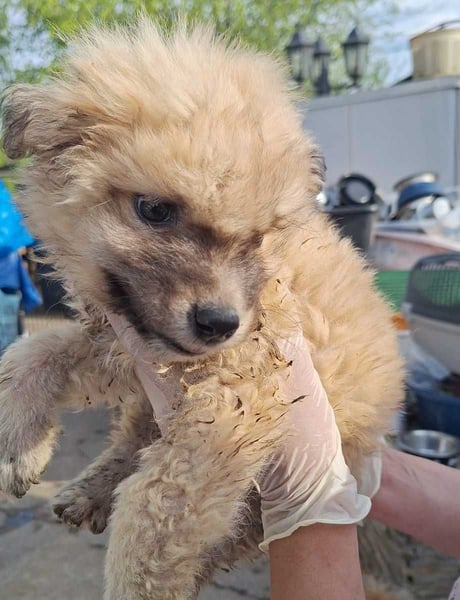 ZAMBO, liebevoller Welpe, 2 Monate, ca. 19 cm, Mischling, Tierschutz