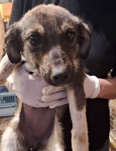 ⭐️FALKEY⭐️ Herzblatt, Welpe, Hündin, 6 Monate, 23 cm, Mischling, Tierschutz Rumänien