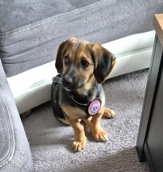 zuckersüsser, verspielter Franz sucht seinen Herzensmenschen