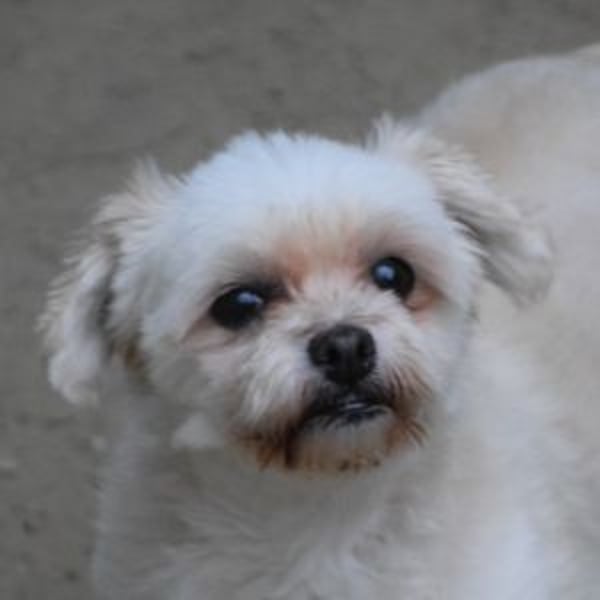 Rapunzel - freundliche, verschmuste, launige Diva