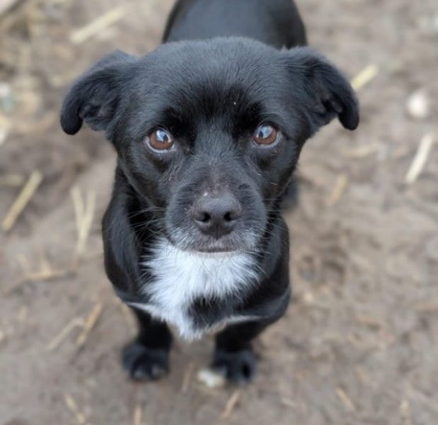 süßer, kleiner Traumhund Timon sucht seine Familie