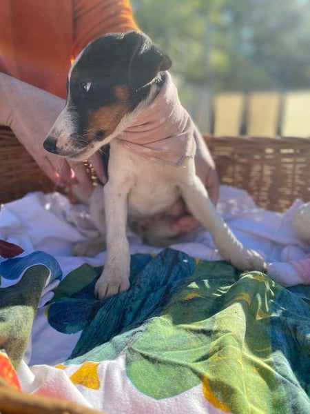 Cleo LM – Tricolor-Schönheit sucht liebevolles Zuhause