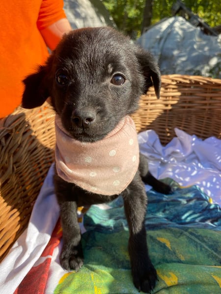 Lenitta LM – Zarte kleine Seele sucht ihr Zuhause