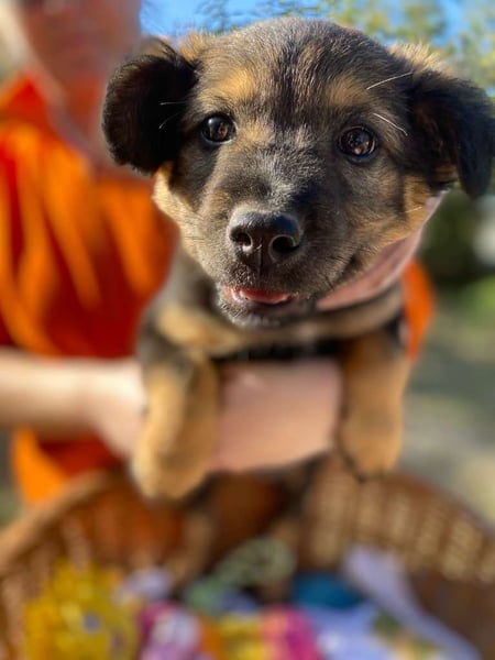 Bony LM – Zuckersüßes Hundemädchen sucht ihr Für-immer-Zuhause