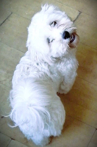 Havaneser Mix Bube „ATHOS“ sucht liebes Zuhause