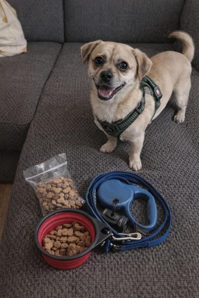 Benny - 25 cm, Pflegestelle 63667 Nidda/Hessen