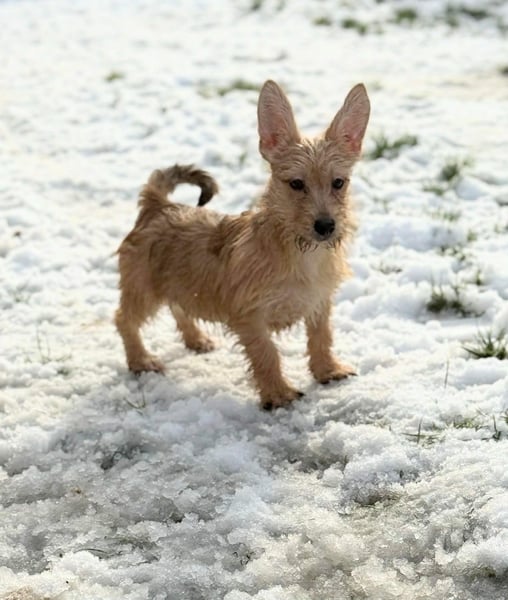 Kaboca, geboren 25.09.2025, 22cm sucht ihr Für-immer-Zuhause