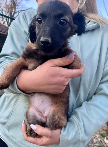 Piri, geboren 30.11.2025, 22cm sucht ihr Menschen