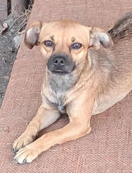 Kleine Isolde sucht Zuhause