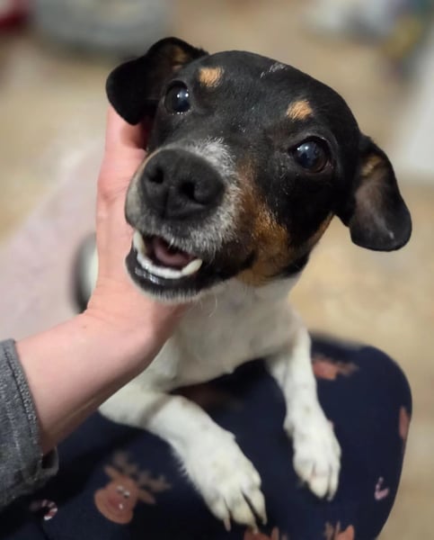 Pamina- klein und zuckersüß