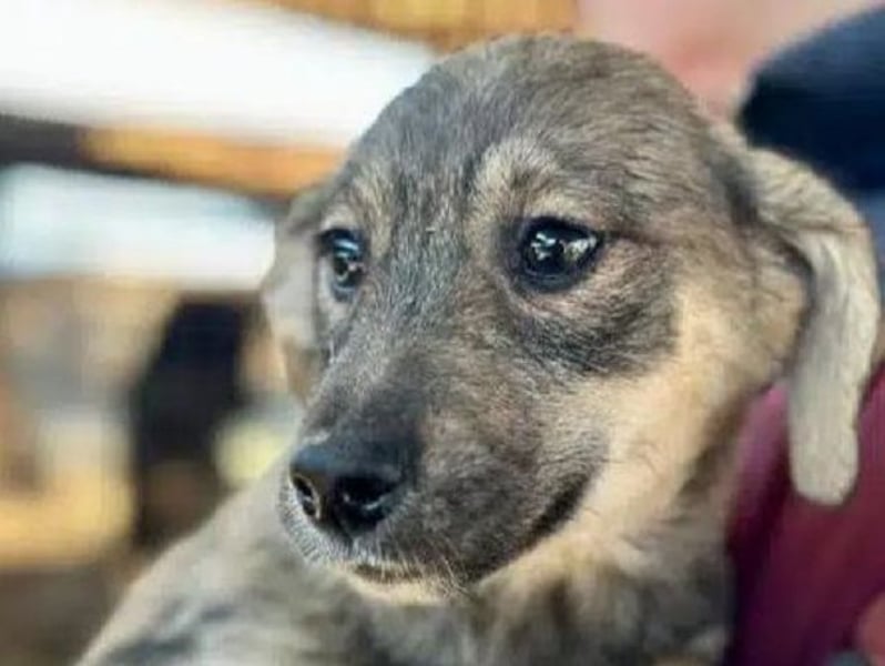 ♥KYLA♥ ab 14. Feb auf Pflegestelle bei Köln-zuckersüßer, verspielter Sonnenschein 15cm- bleibt klein