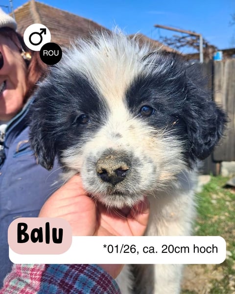 Balu sucht seine Familie