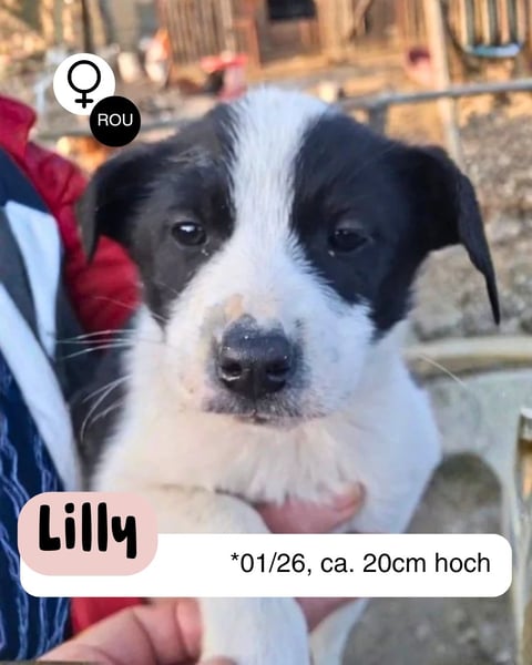 Lily sucht ihr Zuhause