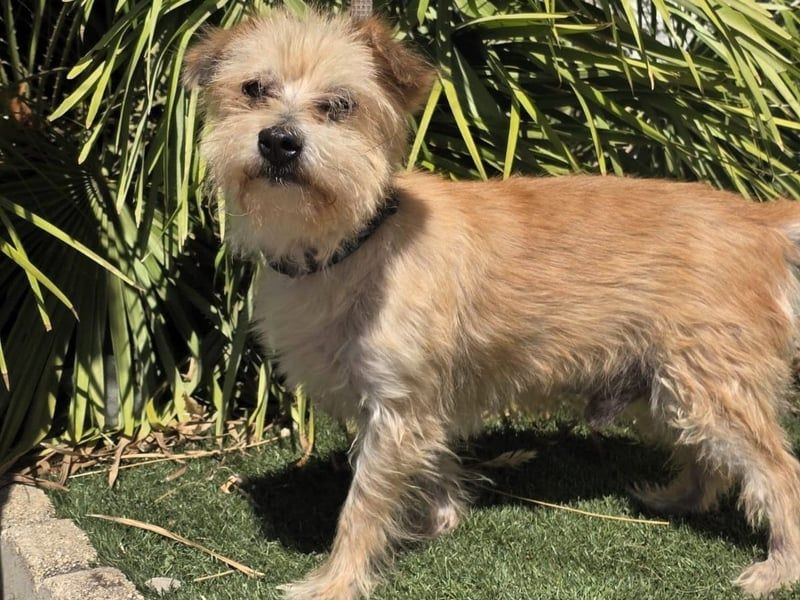 Manolito1 geb. 10/2020 (ESP) - charmanter und unbeschwerter, kleiner Wuschel!