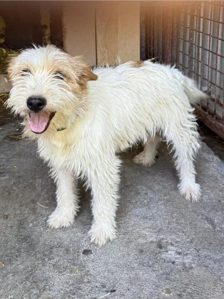Matti: Ein Sonnenschein und Wirbelwind möchte in ein neues Zuhause