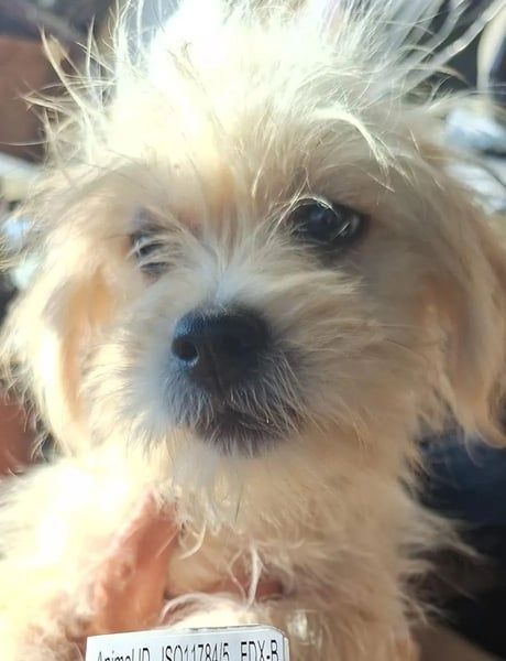 ⭐️LAURI⭐️, Zuckerschnute, Hündin, 6 Monate, im Wachstum, Mischling, Tierschutz