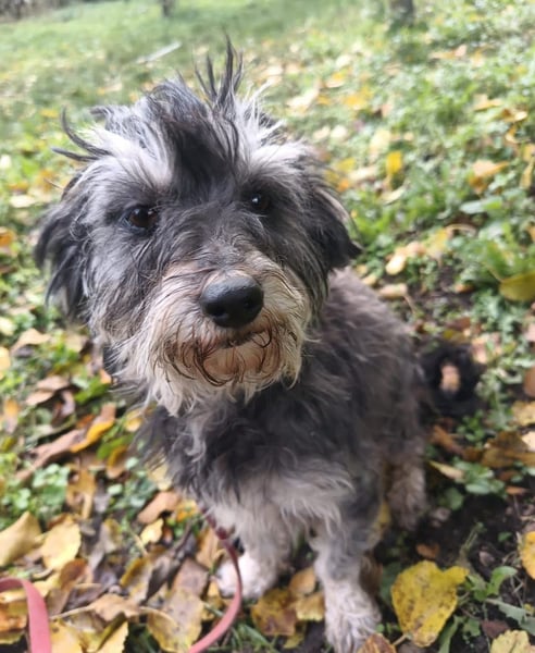 Hope Tierschutzhund sucht ein Zuhause