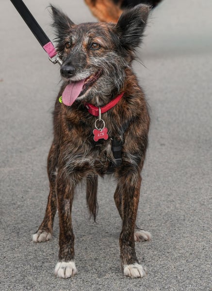 Liebe Brownie sucht ihr Plätzchen
