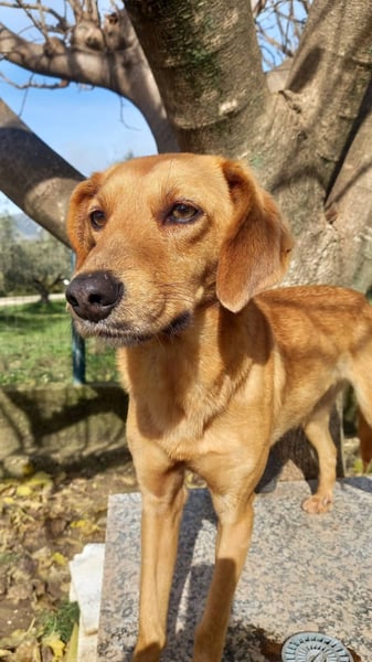 Caramella, zarte Hundedame sucht Zuhause