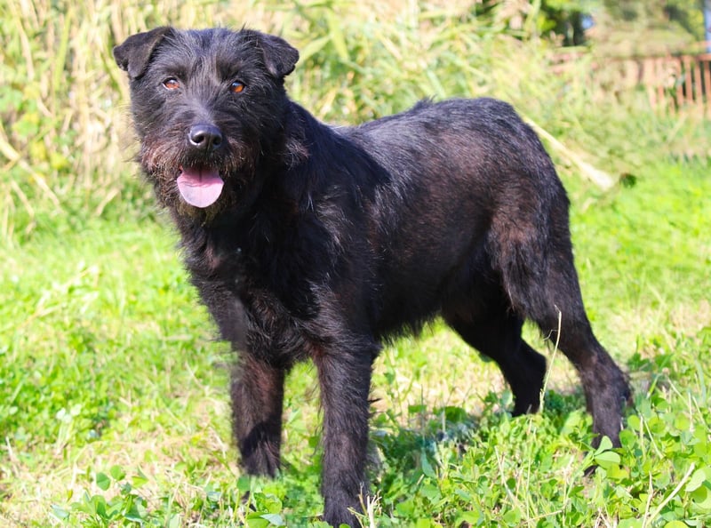 Amy - Sensible Hundedame sucht ihr Für-Immer-Zuhause - auf PS 64832 Babenhausen