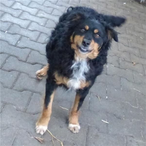 Uli - arbeitsfreudiger Gute-Laune-Hund