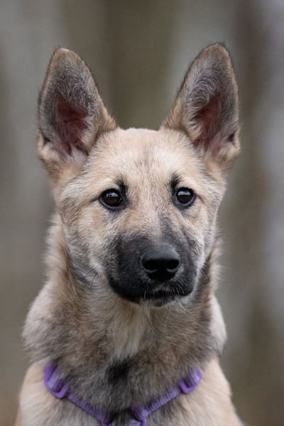 Offene FREYA sucht ein liebevolles Zuhause