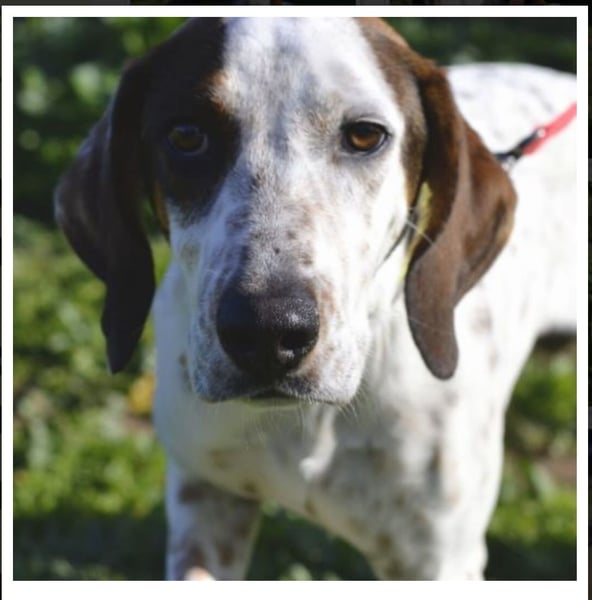 Rais – freundlicher Junghund sucht seine Menschen​