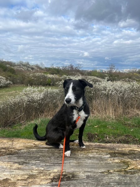 FYNN braucht ein neues, liebevolles Zuhause