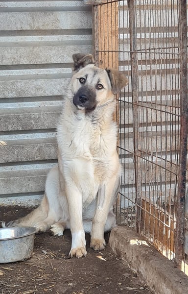 Vicky, Hündin, * 01.08.2025, vermutlich kniehoch werdend, schüchtern, sanft, neugierig, verspielt, s