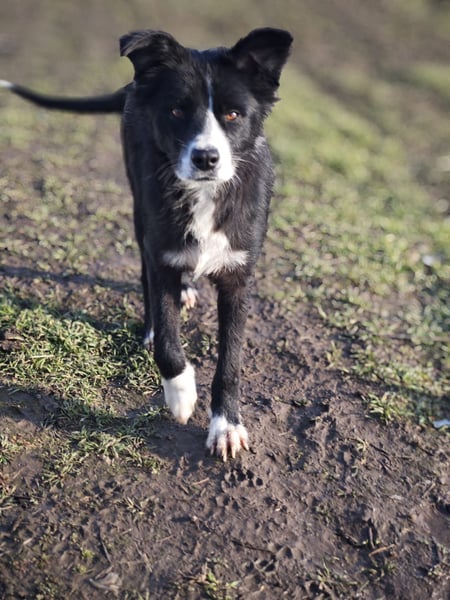 Wolfi, Rüde, *ca. 10.11.2023, ca. kniehoch, menschenbezogen, sozial, freundlich