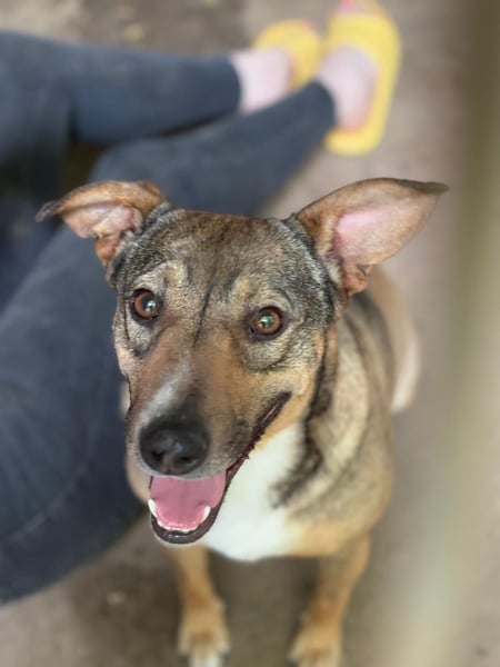 Noe, Rüde, *ca. 21.08.2022, klein bis kniehoch, liebevoll, neugierig, vorsichtig