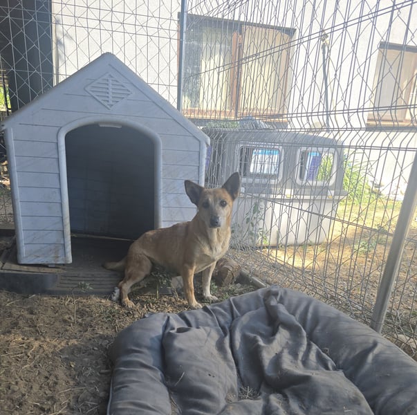 Maisie, Hündin, kleines Handicap, *ca. 12.10.2021, ca. kniehoch, sanft, sozial, vorsichtig