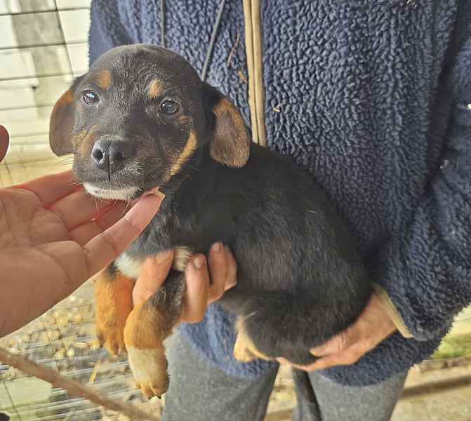 Lotti, kleines Mädchen sucht großes Glück