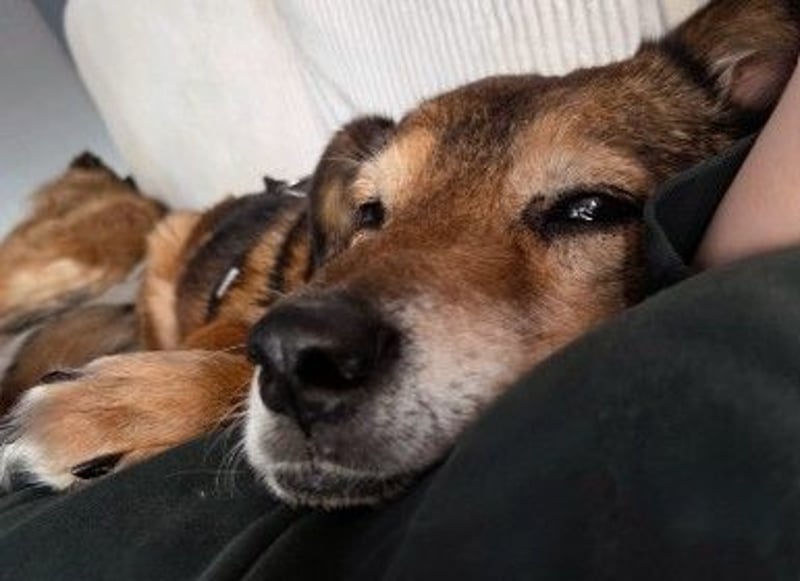 lieber Senior NINO sucht sein Happy End