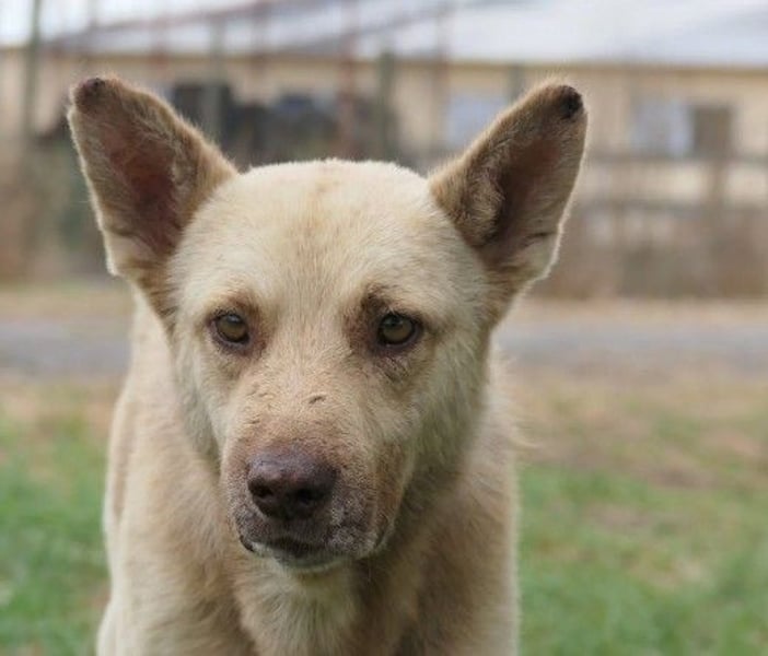 sanfter, schüchterner Thiago