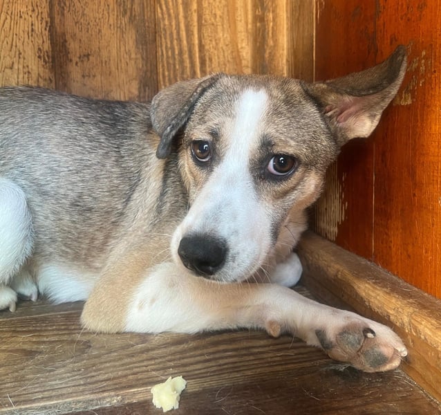 JUDY - skeptische Junghündin sucht ihre große Chance