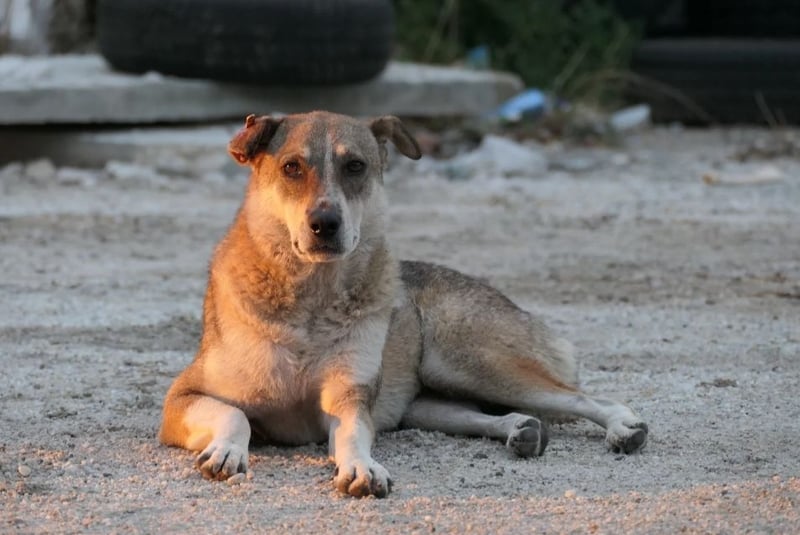 schüchterne Nika sucht ihre Menschen